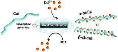 Graphical abstract: Cd2+ coordination: an efficient structuring switch for polypeptide polymers