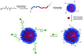 Graphical abstract: A study on the preparation of alkyne functional nanoparticles via RAFT emulsion polymerisation