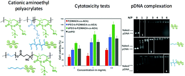 Graphical abstract: Structure-pDNA complexation and structure–cytotoxicity relationships of PEGylated, cationic aminoethyl-based polyacrylates with tunable topologies