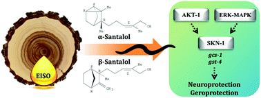 Graphical abstract: East Indian sandalwood (Santalum album L.) oil confers neuroprotection and geroprotection in Caenorhabditis elegans via activating SKN-1/Nrf2 signaling pathway