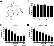 Graphical abstract: In vitro evaluation of anti-hepatoma activity of brevilin A: involvement of Stat3/Snail and Wnt/β-catenin pathways