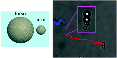 Graphical abstract: Reconfigurable paramagnetic microswimmers: Brownian motion affects non-reciprocal actuation