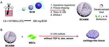 Graphical abstract: Bionic cartilage acellular matrix microspheres as a scaffold for engineering cartilage