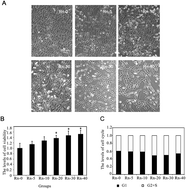 Graphical abstract: Radon induced mitochondrial dysfunction in human bronchial epithelial cells and epithelial–mesenchymal transition with long-term exposure