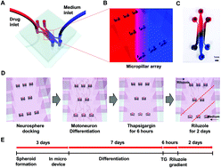 Graphical abstract: A microfluidic gradient device for drug screening with human iPSC-derived motoneurons