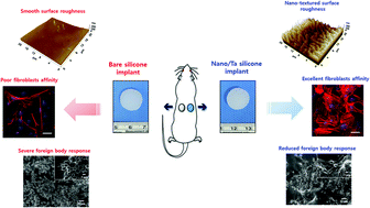 Graphical abstract: Reduced fibrous capsule formation at nano-engineered silicone surfaces via tantalum ion implantation