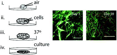 Graphical abstract: Assembly of FN-silk with laminin-521 to integrate hPSCs into a three-dimensional culture for neural differentiation