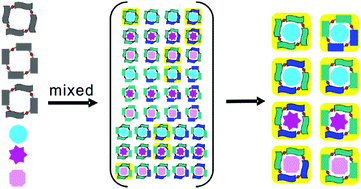 Graphical abstract: Probing the guest-binding preference of three structurally similar and conformationally adaptive macrocycles