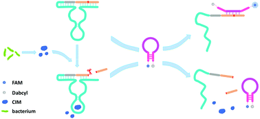 Graphical abstract: A simple mix-and-read bacteria detection system based on a DNAzyme and a molecular beacon