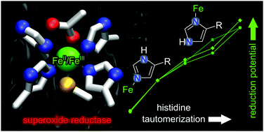 Graphical abstract: Rational redox tuning of transition metal sites: learning from superoxide reductase