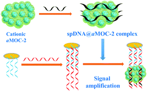 Graphical abstract: The interaction of an amorphous metal–organic cage-based solid (aMOC) with miRNA/DNA and its application on a quartz crystal microbalance (QCM) sensor