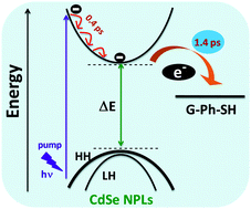 Graphical abstract: Ultrafast carrier dynamics in 2D–2D hybrid structures of functionalized GO and CdSe nanoplatelets