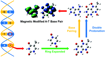 Graphical abstract: Rational magnetic modification of N,N-dioxidized pyrazine ring expanded adenine and thymine: a diradical character induced by base pairing and double protonation