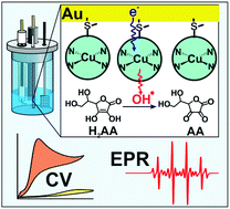 Ascorbyl and hydroxyl radical generation mediated by a copper complex ...