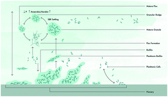 Graphical abstract: Drivers of bioaggregation from flocs to biofilms and granular sludge