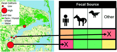 Graphical abstract: Comparison of qPCR and amplicon sequencing based methods for fecal source tracking in a mixed land use estuarine watershed