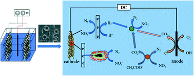 Graphical abstract: Development of a novel palm fiber biofilm electrode reactor (PBER) for nitrate-contaminated wastewater treatment: performance and mechanism