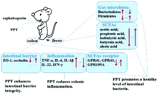 Graphical abstract: The protective effect of protopanaxatriol-type saponin on intestinal health in antibiotic-treated mice