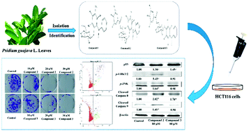 Graphical abstract: Identification of a new benzophenone from Psidium guajava L. leaves and its antineoplastic effects on human colon cancer cells