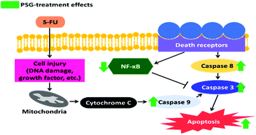 Graphical abstract: Identification of bioactive compounds in Lactobacillus paracasei subsp. paracasei NTU 101-fermented reconstituted skimmed milk and their anti-cancer effect in combination with 5-fluorouracil on colorectal cancer cells