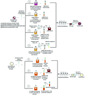 Graphical abstract: Effects of regular and decaffeinated roasted coffee (Coffea arabica and Coffea canephora) extracts and bioactive compounds on in vitro probiotic bacterial growth