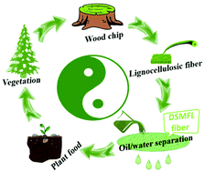 Degradable dual superlyophobic lignocellulosic fibers for high ...