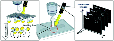 Graphical abstract: Wash-free non-spectroscopic optical immunoassay by controlling retroreflective microparticle movement in a microfluidic chip