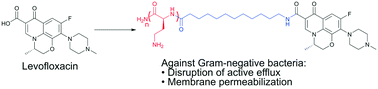 Graphical abstract: Polybasic peptide–levofloxacin conjugates potentiate fluoroquinolones and other classes of antibiotics against multidrug-resistant Gram-negative bacteria