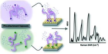 Graphical abstract: Optimizing linear polymer affinity agent properties for surface-enhanced Raman scattering detection of aflatoxin B1