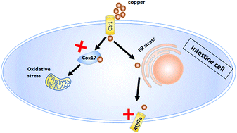 Graphical abstract: Copper nanoparticles induce zebrafish intestinal defects via endoplasmic reticulum and oxidative stress