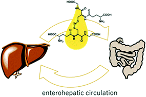 Graphical abstract: Identification of the biliary selenium metabolite and the biological significance of selenium enterohepatic circulation