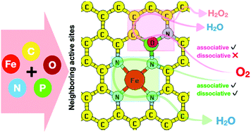 Graphical abstract: Oxygen reduction reaction mechanism on a phosporus-doped pyrolyzed graphitic Fe/N/C catalyst