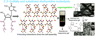 Graphical abstract: Cytidine and ribothymidine nucleolipids synthesis, organogelation, and selective anion and metal ion responsiveness