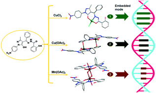 Graphical abstract: Tuned structure and DNA binding properties of metal complexes based on a new 4-acylpyrazolone derivative