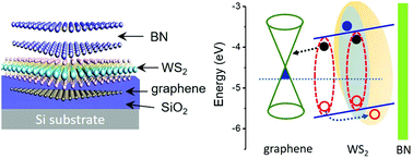 Graphical abstract: Interface charge-transfer induced intralayer excited-state biexcitons in graphene/WS2 van der Waals heterostructures