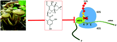 Graphical abstract: Melleolides impact fungal translation via elongation factor 2