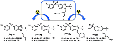 Graphical abstract: Synthesis and in vitro evaluation of fluorine-18 benzimidazole sulfones as CB2 PET-radioligands