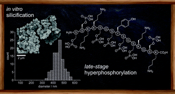 Graphical abstract: The role of phosphopeptides in the mineralisation of silica