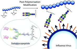 Graphical abstract: Controlled synthesis of glycopolymers with pendant complex-type sialylglycopeptides and their binding affinity with a lectin and an influenza virus