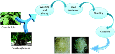 Graphical abstract: New-fangled sources of cellulose extraction: comparative study of the effectiveness of Cissus latifolia and Ficus benghalensis cellulose as a filler