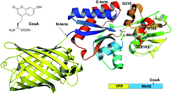 Graphical abstract: Development of specific l-methionine sensors by FRET-based protein engineering