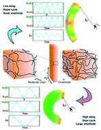 Graphical abstract: A dynamic self-regulation actuator combined double network gel with gradient structure driven by chemical oscillating reaction