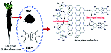 Graphical abstract: The removal mechanism and performance of tetrabromobisphenol A with a novel multi-group activated carbon from recycling long-root Eichhornia crassipes plants