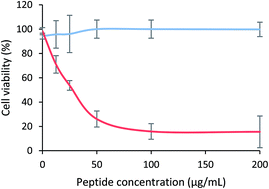 Graphical abstract: The tetrameric peptide LfcinB (20–25)4 derived from bovine lactoferricin induces apoptosis in the MCF-7 breast cancer cell line