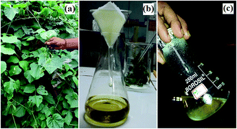 Graphical abstract: Green synthesis of zinc oxide nanostructures and investigation of their photocatalytic and bactericidal applications