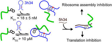 Graphical abstract: Discovery of a novel small molecular peptide that disrupts helix 34 of bacterial ribosomal RNA