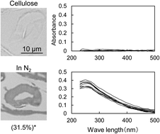 Graphical abstract: Carbonization of cellulose cell wall evaluated with ultraviolet microscopy