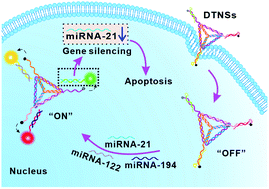 Accurate cancer cell identification and microRNA silencing induced ...