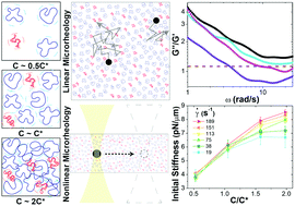 Graphical abstract: Unexpected entanglement dynamics in semidilute blends of supercoiled and ring DNA