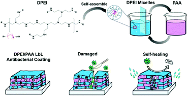 Graphical abstract: Stable and self-healable LbL coating with antibiofilm efficacy based on alkylated polyethyleneimine micelles